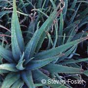 Aloe Vera Aloe Vera - herbal remedy