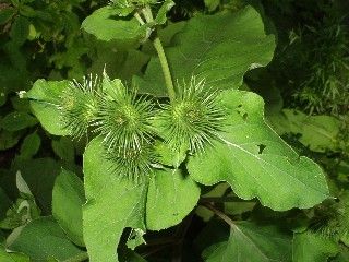 Herbal Remedies from Burdock Plant Root and Leaves