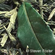 Health Benefits of Green Teas